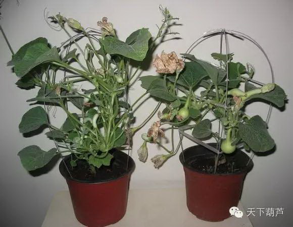 马银花是什么科（马银花的种植和养护）