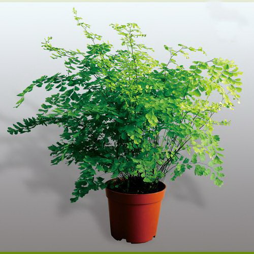 含笑花喜阴还是喜阳