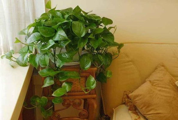 桂花种植选择大盆还是小盆好？哪种更适合？
