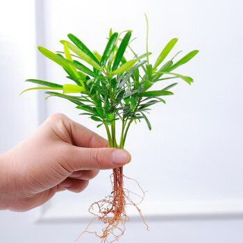 无花果树可以盆栽吗