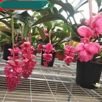 三角梅开完花怎么办