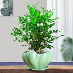 金花茶（探秘金花茶的干叶制作过程及韵味）