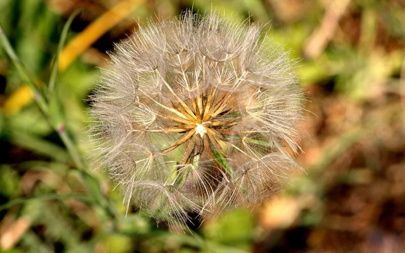 油菜几天发芽出苗 播种几天发芽出土