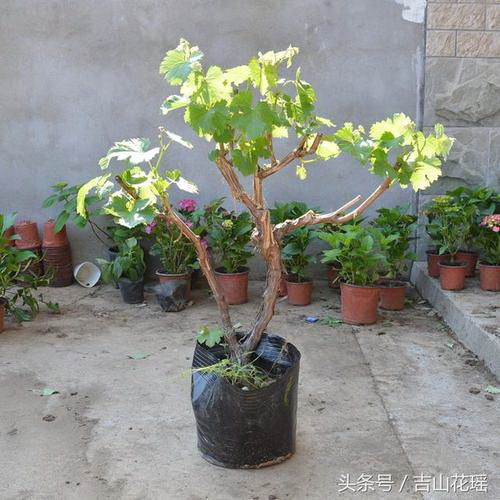 杜鹃花浇水的正确方法