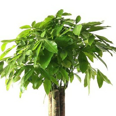 板栗属于蔬菜还是水果类 板栗是什么样子的（坚果）