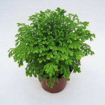 小心（了解这些植物毒性）