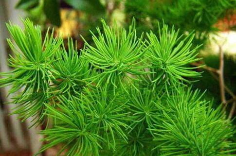 淘小米水——神奇的植物营养液（探究淘小米水的神秘用途）