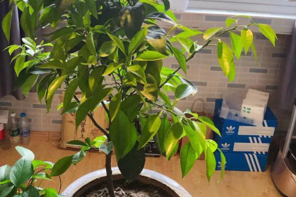 蜂蜜浇花的正确方法是什么？稀释蜂蜜水浇花步骤有哪些？