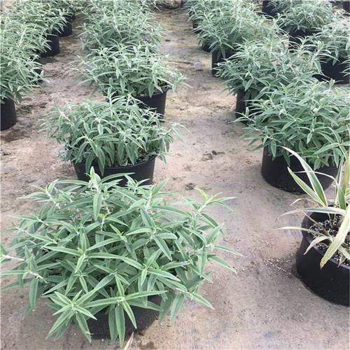 荆条盆景怎么修剪好看