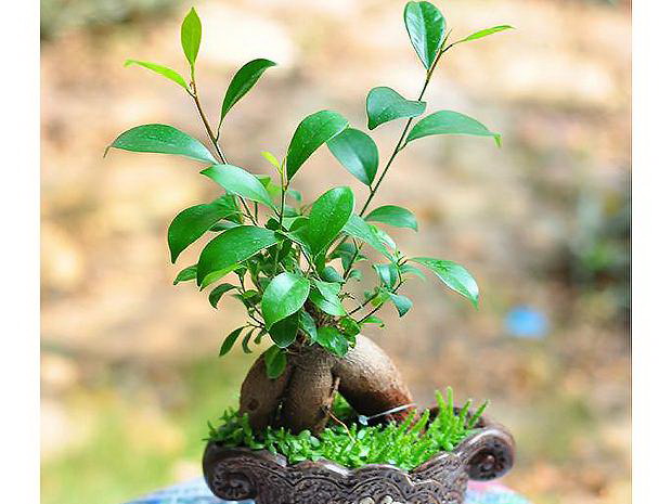 君子兰叶子开白色花是什么品种？如何区分？