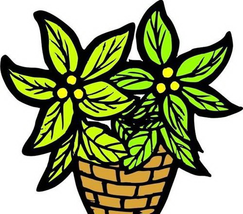 种植桃树的全流程（了解桃树的生态特征，掌握种植要点）