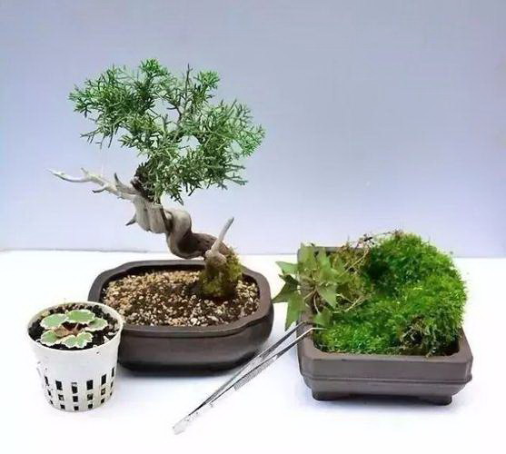 芳香花园是什么花卉类型？如何打造一个芳香花园？
