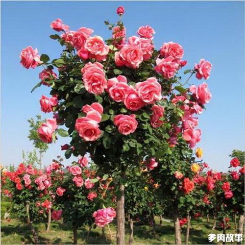 石榴施什么肥最好