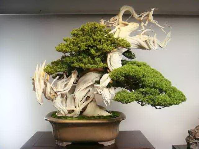 粉黛乱子草开花时间是什么时候？如何确保最佳观赏期？