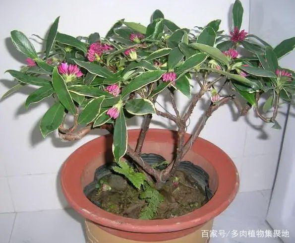 黄酒浇花真的好吗（揭秘黄酒对植物的影响和注意事项）