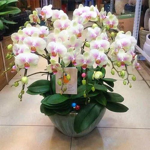 金银花种植全攻略（了解金银花特点，轻松种出美丽花园）