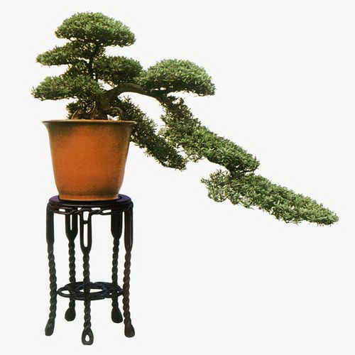 香草几月份种植合适