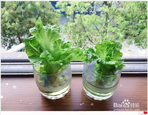 长日照花卉有哪些