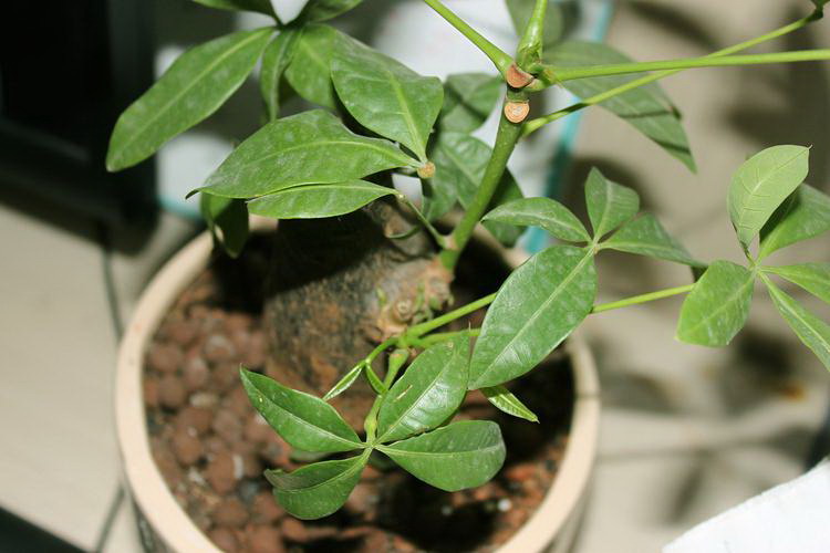 驱蚊草怎么繁殖方法和注意事项