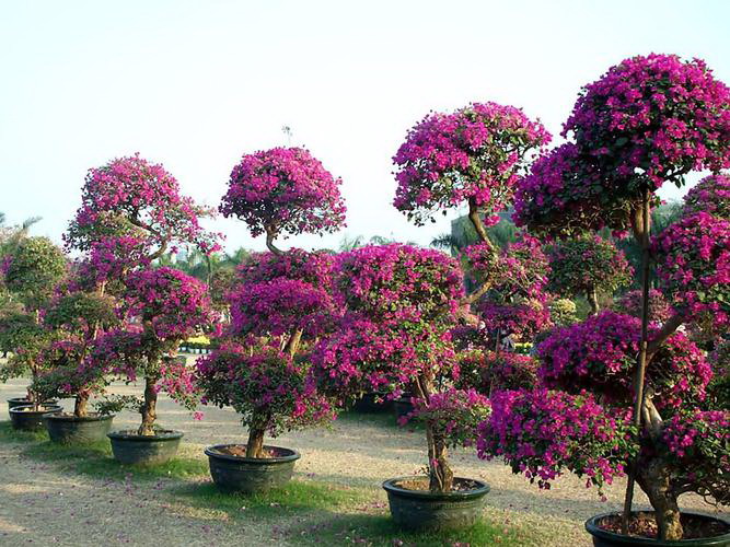 送花表达感谢时应该选择哪种花？不同场合的花语含义是什么？