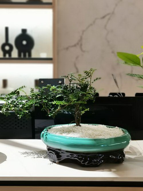 扶桑叶子不开花是什么原因？如何解决？