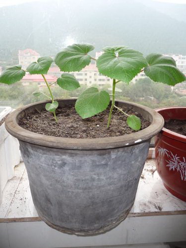 十大吉利花卉 室内十大吉利招财的花