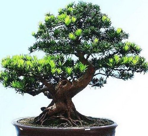 如何养护吊兰盆景（轻松打造清新自然的家居绿植环境）
