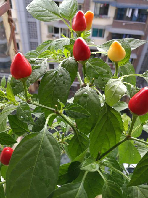 绿萝的花是什么颜色 长什么形状样子