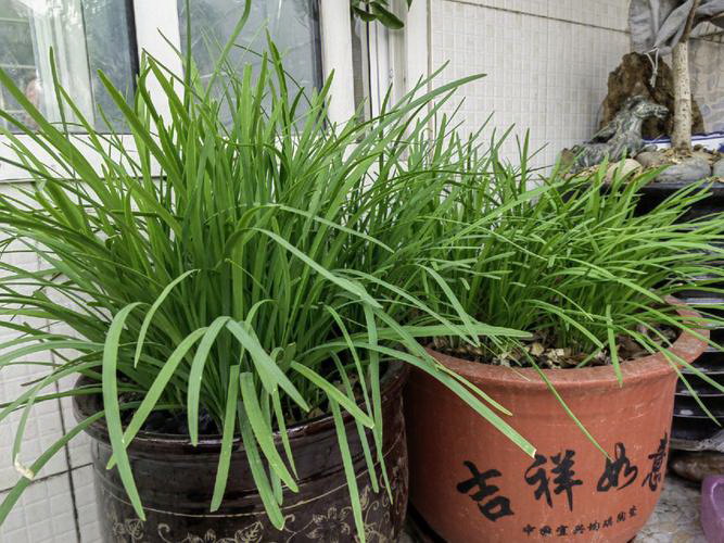 如何浇水才能让罗汉松长得更旺盛（掌握罗汉松的生长特点）