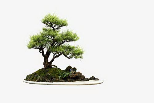 君子兰什么品种好 家养君子兰哪个品种最好看