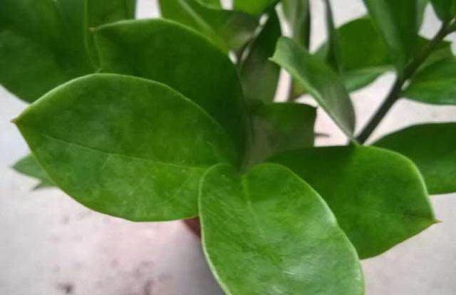 高锰酸钾用于浇花安全吗？正确使用方法是什么？