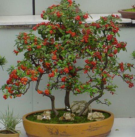百合花的土养方法（百合花的生长要点和土壤配方主）