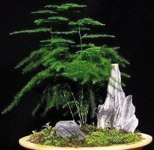 枣树剪枝的最佳时间 剪枝应在几月份进行最好