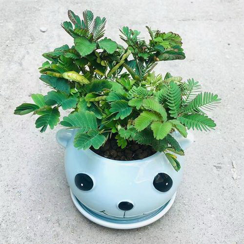 茶花长芽前如何施肥新芽更粗壮