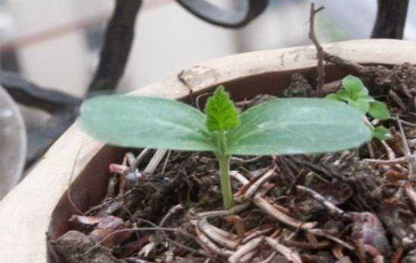 人参果种植的时间与生长周期详解（掌握人参果种植的时间）