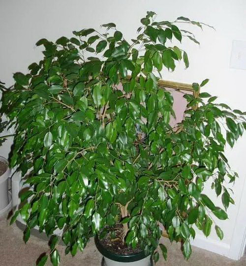 在家门口种植牡丹花有哪些技巧？如何确保其生长良好？