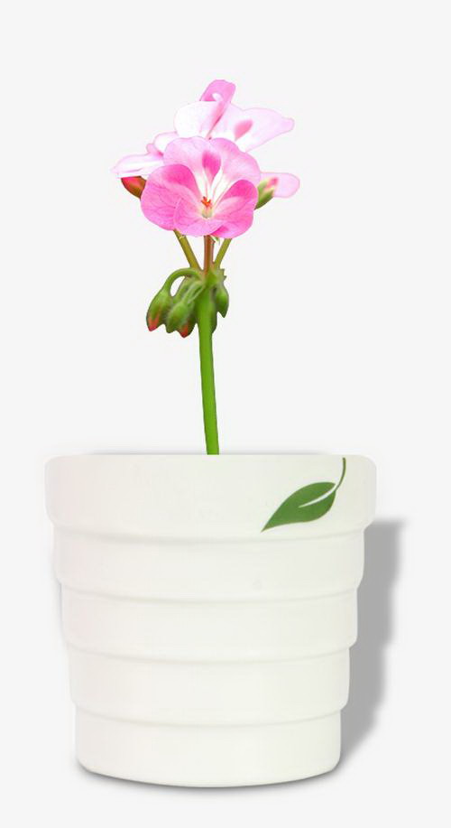 多肉植物种植全攻略（从选材到养护，打造美丽多肉盆栽）