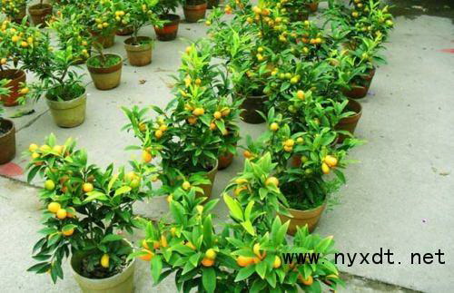 核桃砂适合种植哪些植物？它们的生长条件是什么？