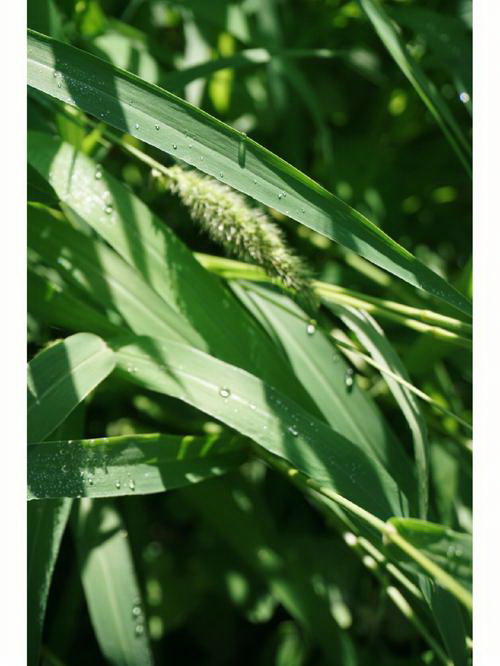 苔藓盆景怎么养护（苔藓盆景养护方法讲解）