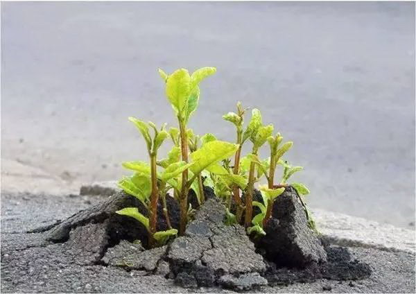 芦荟喜阴还是喜阳光