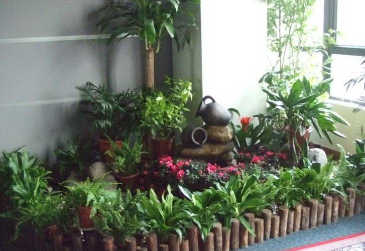 饮料能浇花吗