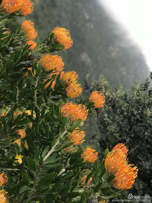 幸福树叶片发黄该怎么预防