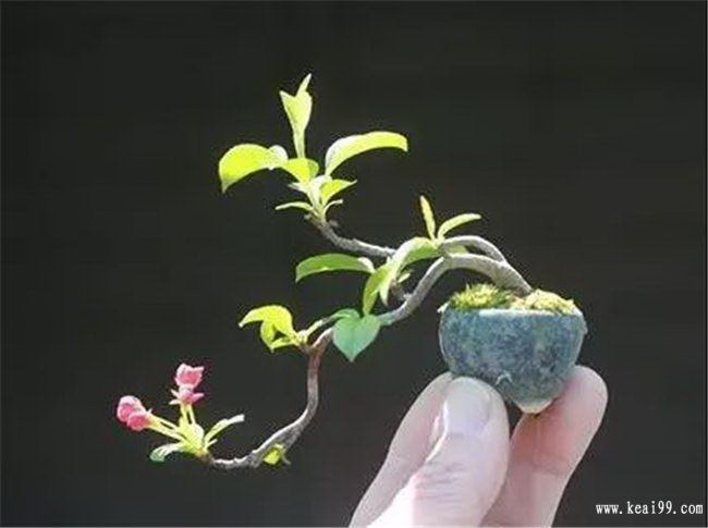 进口仙人掌苗种植方法是什么？如何正确种植进口仙人掌苗？