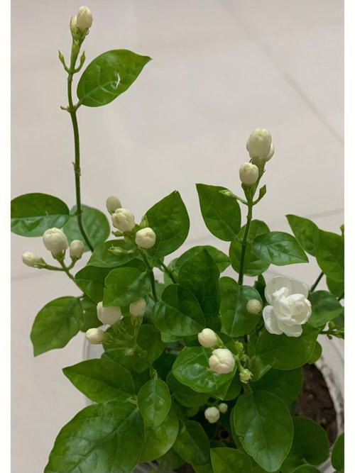 生日送什么花合适？|挑选最佳花束送给同事的技巧