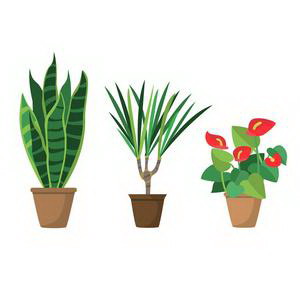 百合花期全面解析（春天的百合花期及其种植与养护）