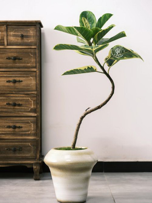 板栗种植时间与生长周期详解（从种子到果实）