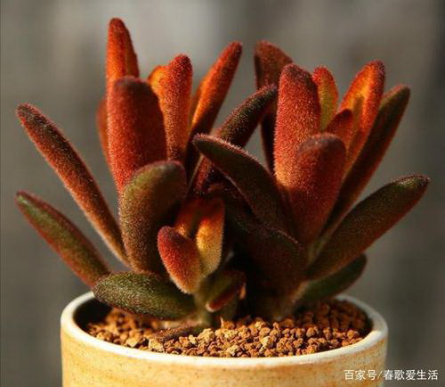 鹤望兰——优雅适宜办公室的绿植选择（职场绿植）