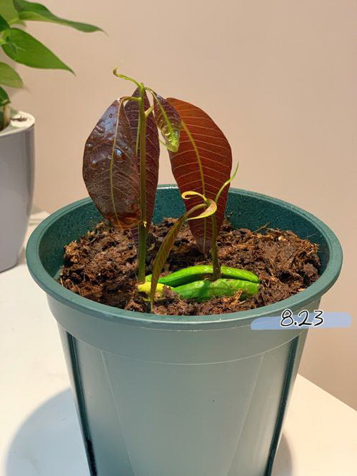 六角花盆适合种什么花