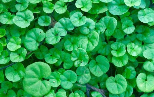 陶盆适合种植仙人球吗？如何正确种植？
