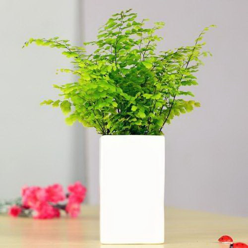 蘑菇的生长过程图片及说明 蘑菇的生长过程图解